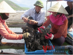Hà Tĩnh Oyster farming at the base of Cầu Vọng mountain
