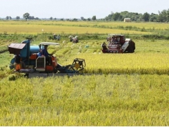 Mekong Delta expects 150,000 more tonnes from summer-autumn rice crop