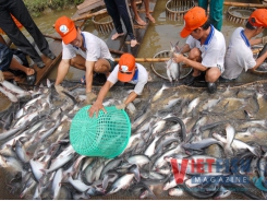 Coding and locating each pangasius farm