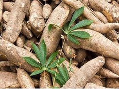 Cassava exports enjoy August boost