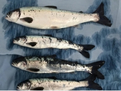 How to optimise smolt survival at the marine transfer stage