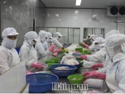 Difficult to export Pangasius to America