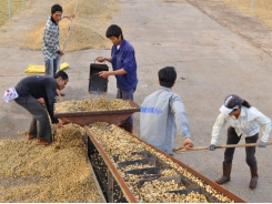 Global glut pushes down Vietnam’s coffee export earnings
