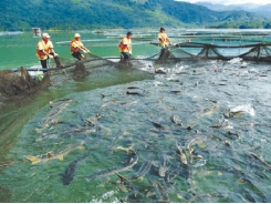 Kết cấu một số loại lồng bè nuôi cá ở sông suối, hồ chứa