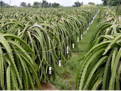 Agricultural restructuring raises farmers' incomes in Bình Thuận