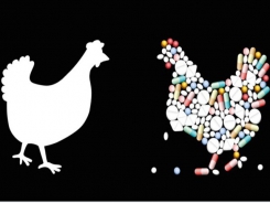 US, Pakistani researchers team up to design antibiotic-free poultry support