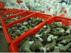 Shrimp exports expected to recover