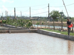 Mô hình nuôi tôm an toàn tại Thái Bình