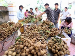 Vietnam focuses on fruit exports for higher value