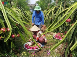 Seminar highlights int’l linkages to improve competitiveness of dragon fruit