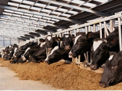 Take feed advice to cut carbon emissions, says UK body