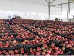 Central Highlands’ largest fruit, vegetable processing centre opened