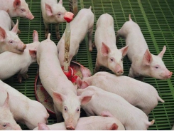 Study sets calcium-to-phosphorus ratio for 11-22 kg pigs