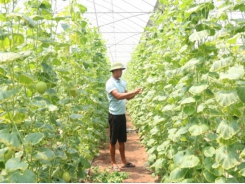 Người nông dân trồng dưa lưới theo quy trình VietGap