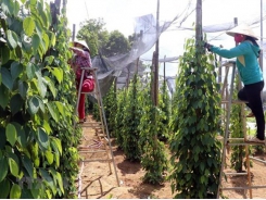Vietnam’s pepper sector targets sustainable development