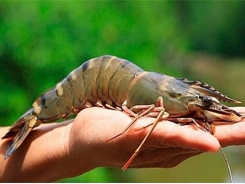Vietnamese shrimp exports to US still need to be careful