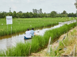Australia-funded Project Improves Rice-shrimp Farming in Mekong Delta
