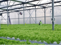 Vietnam’s agricultural processing sector remains at modest level