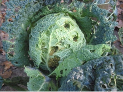 Physiological disorders in cabbage