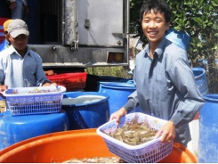 Export of shrimps speeds up