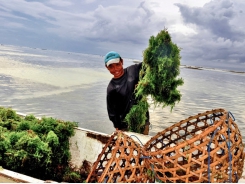 Seaweed farming could help battle climate change