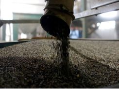 Vietnam coffee prices unchanged; Indonesian premium widens