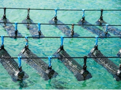 Advancing the ecosystem services of aquaculture