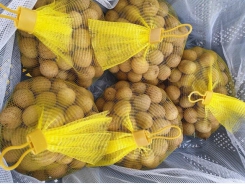 Hanoi’s late-ripening longan exported to Australia