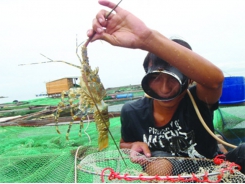 Phòng, trị bệnh cho tôm hùm nuôi