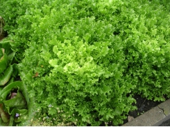 Fine-tuning your lettuce