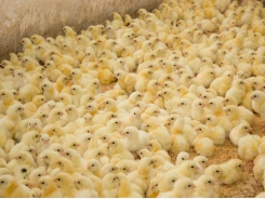 Strategy to reduce the immunotoxic effects of aflatoxins in broiler chicks