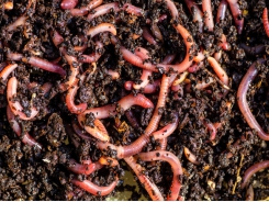 Cover Crops Can Triple the Amount of Earthworms in Soil