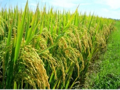 Giá lúa tăng trở lại ở các vùng đồng bằng sông Cửu Long