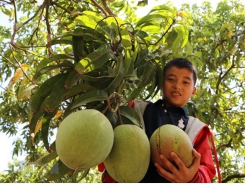 Vietnamese mangoes exported to Chile