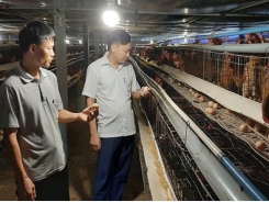 Anh nông dân kiếm tiền tỷ từ nuôi gà đẻ thụ tinh nhân tạo