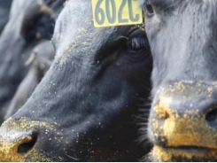 Progressive limit feeding may maximize cattle profits