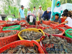 Price of shrimp continues rising