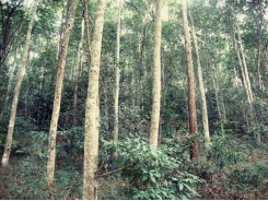 Trồng rừng gỗ lớn nâng cao giá trị rừng trồng