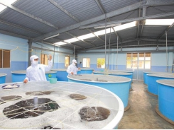 New Minh Phu plants to boost shrimp exports to EU, Australia & China