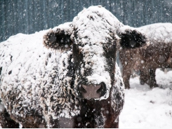 Varying feed pellet size, binder use may support cattle feed intake, production