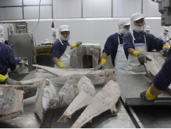 Xuất khẩu cá ngừ sụt giảm ở nhiều thị trường