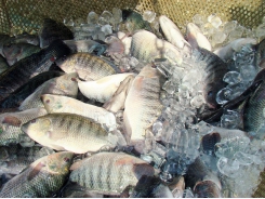 Hybrid tilapia culture in an outdoor biofloc production system