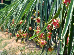 Nông dân Long An trồng thanh long công nghệ cao