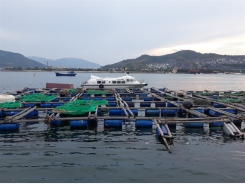 Nha Trang sets up zone for cage aquaculture