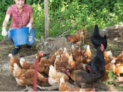 Many backyard poultry enthusiasts not following proper hygiene