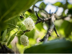10 new fruit trees and edible vines for your garden this spring