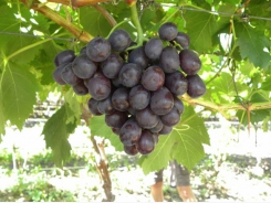 South African company to export fresh grapes to Việt Nam