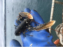 Funding sought for pioneering lobster farming project