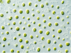 Production of fatty acid, protein by Nannochloropsis in flat-plate photobioreactors