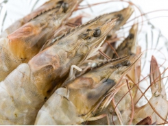 Fish-oil-free shrimp diets may benefit from DHA additive inclusion